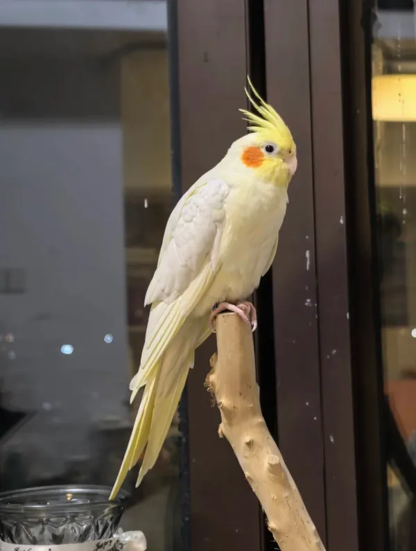 Cockatiel-Body-Language