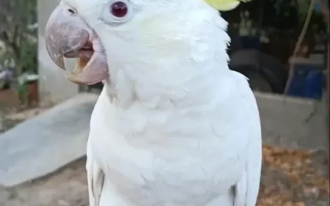 cockatoo Behavioral problems