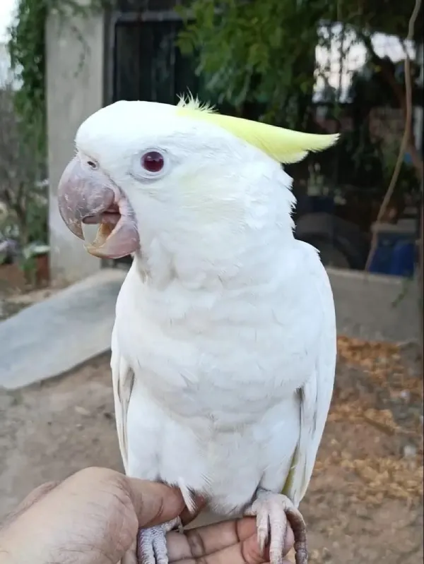 cockatoo Behavioral problems
