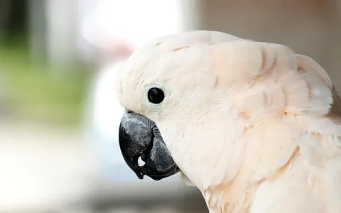 Speaking in cockatoos