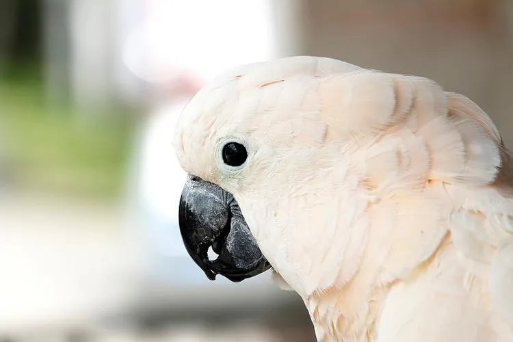 Moluccan-cockatoo
