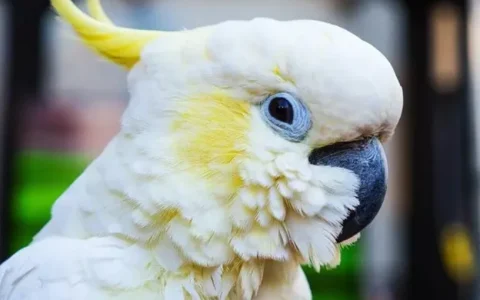 How Long Can a Cockatoo Live? Lifespan Guide by Species