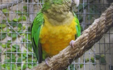 Can Conures Talk?