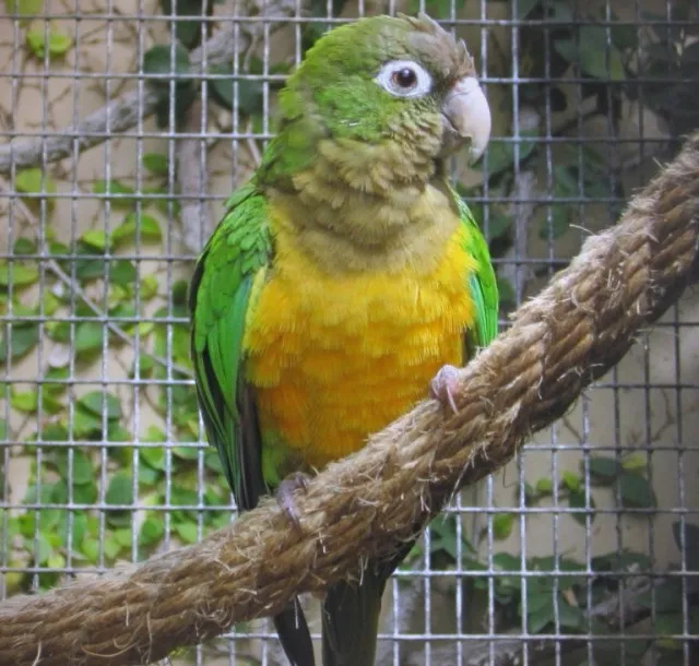 Can Conures Talk?