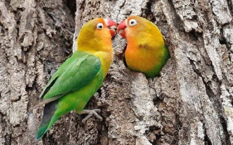 How to Train a Fearful or Rescued Parrot: A Step-by-Step Recovery Guide