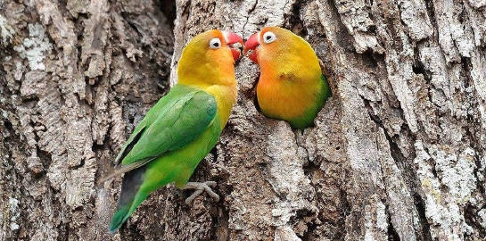 how-to-train-a-fearful-or-rescued-parrot