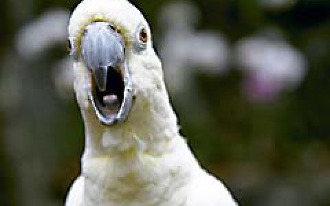 Cockatoo Screaming and Other Noises (Meaning + Tips)