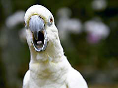Cockatoo Screaming and Other Noises (Meaning + Tips)