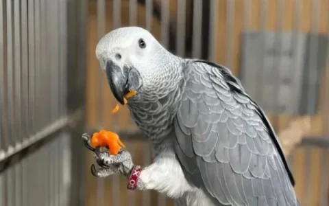 African Grey Parrot Body Language: The Complete Guide