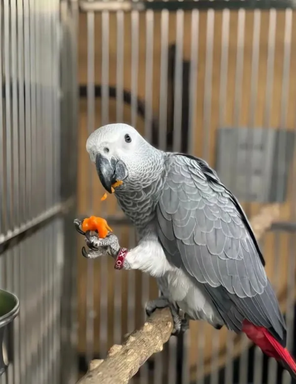 African-Grey-Parrot-Body-Language