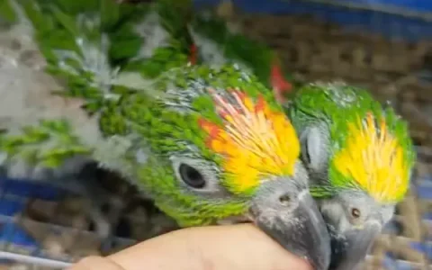 Amazon Parrot Body Language: The Complete Guide