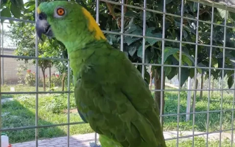 What Not to Feed an Amazon Parrot: A Comprehensive Safety Guide