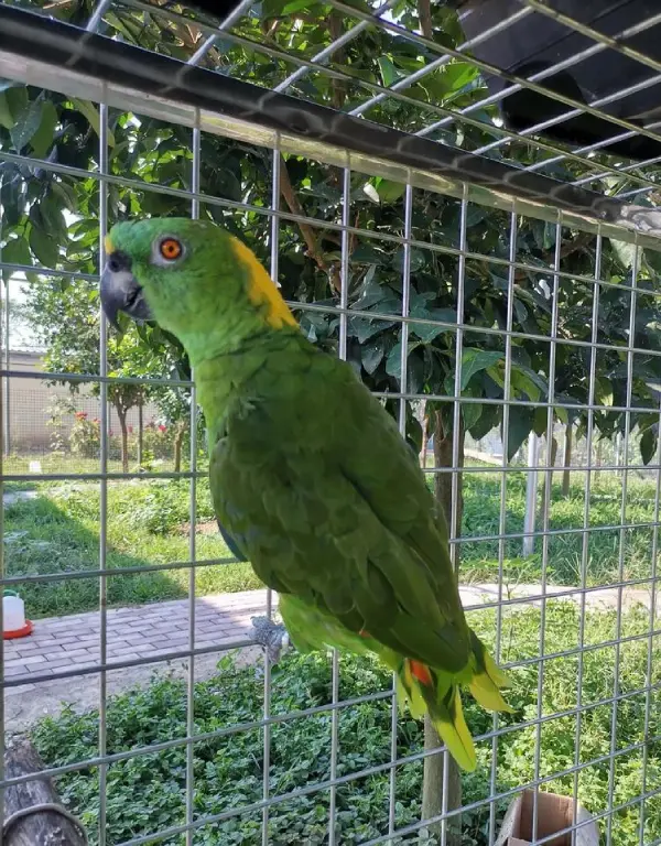 What-Not-to-Feed-an-Amazon-Parrot