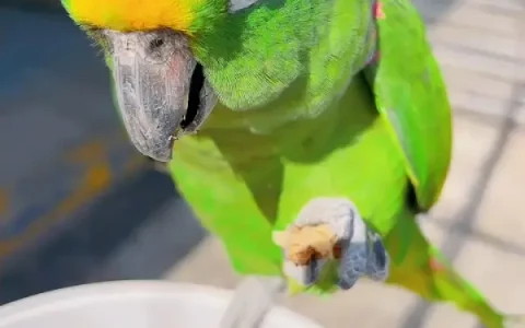 How Long Does an Amazon Parrot Live? A Complete Guide