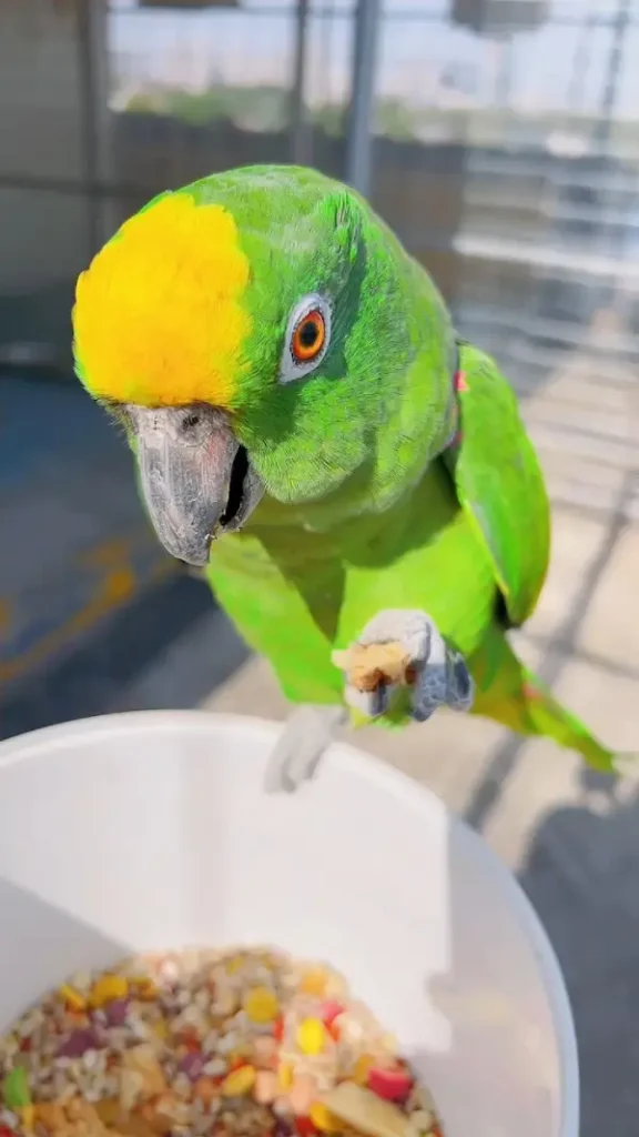 How Long Does an Amazon Parrot Live? A Complete Guide