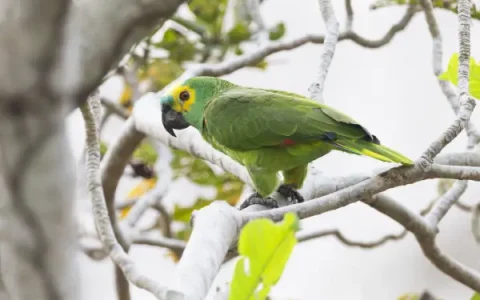 How Much Does a Blue-Fronted Amazon Parrot Cost?