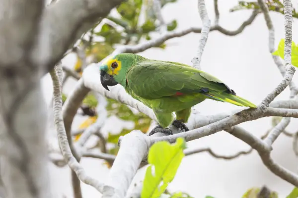 Blue-Fronted-Amazon-Parrot