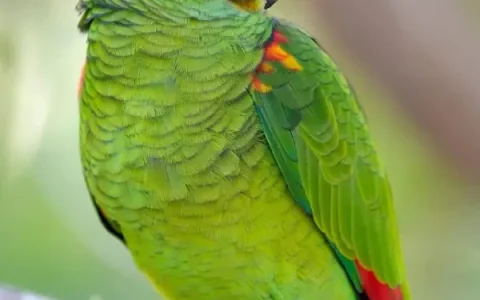 Can Blue-Fronted Amazon Parrots Talk?