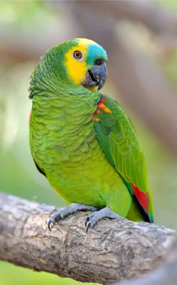 How-Big-Is-a-Blue-Fronted-Amazon-Parrot