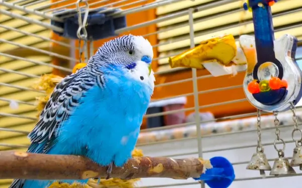 How-To-Take-Care-Of-A-Budgerigar