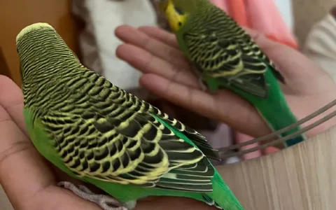 The Complete Guide to Budgerigar Nutrition: What Your Parakeet Can and Can't Eat