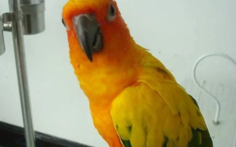 Conure Body Language: The Complete Guide