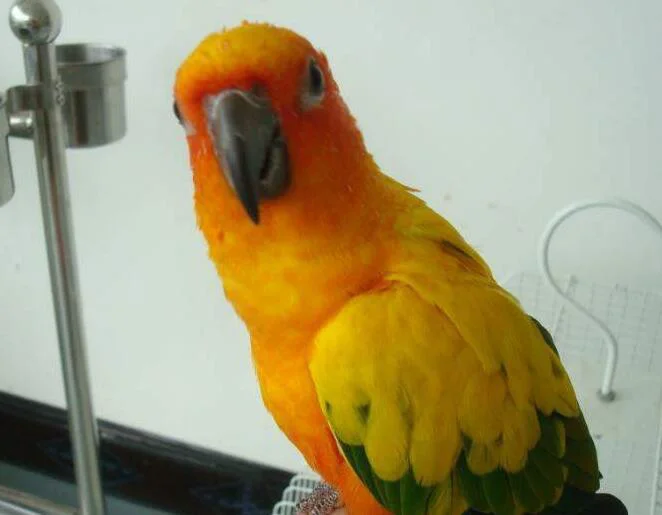 Conure-Body-Language