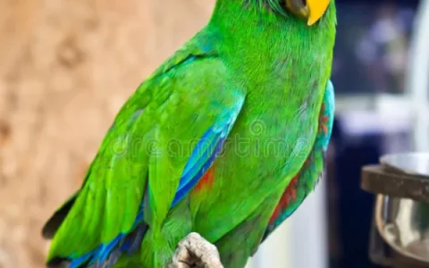 Eclectus Parrot Body Language: The Complete Guide