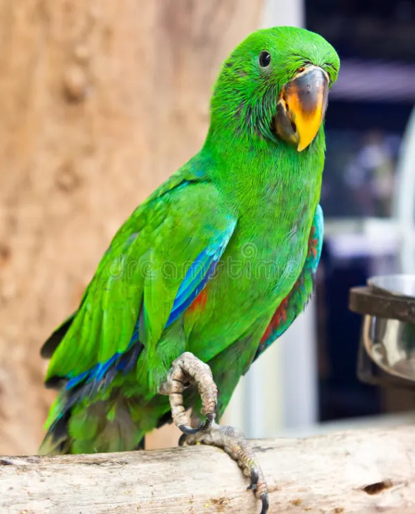 Eclectus-Parrot-Body-Language