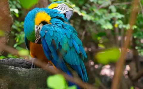 Macaw Body Language: The Complete Guide