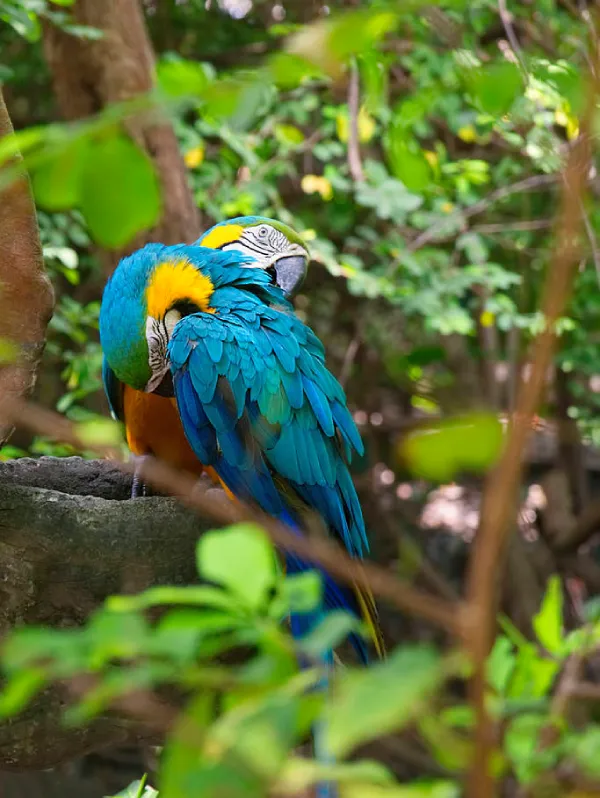 Macaw-Body-Language