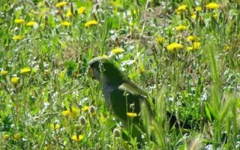 Monk Parakeet Body Language: The Complete Guide