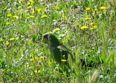 Monk-Parakeet-Body-Language