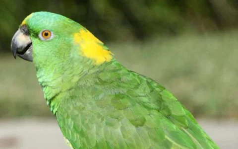 Yellow-Naped Amazon Parrot Lifespan: A Comprehensive Guide to Longevity and Care