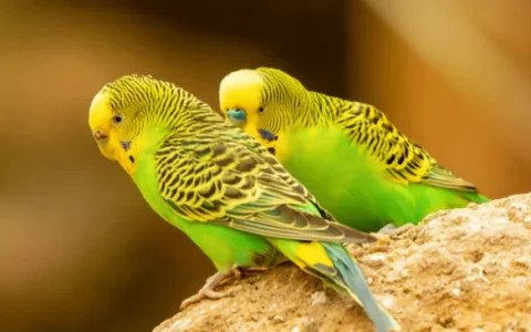 Can a Budgerigar Talk? An Expert’s Guide