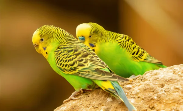 Can-a-Budgerigar-Talk