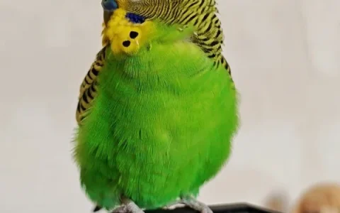 Do Budgerigar Bite? An Expert Guide for Pet Owners