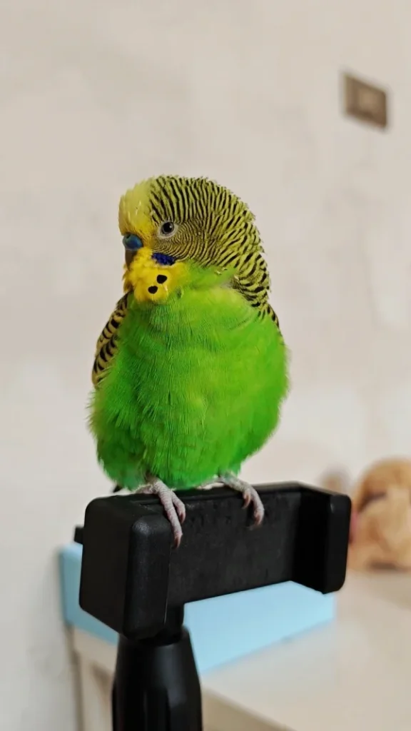 Do-Budgerigar-Bite