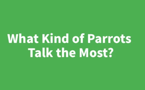 What Kind of Parrots Talk the Most? — An Complete Guide