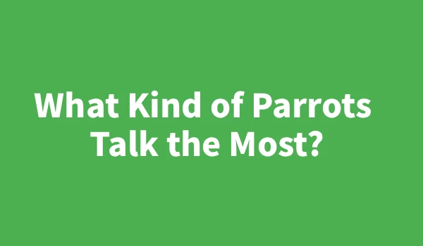What-Kind-of-Parrots-Talk-the-Most