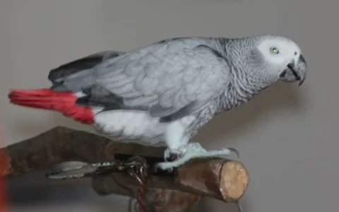 How to Potty Train an African Grey Parrot: The Complete Guide