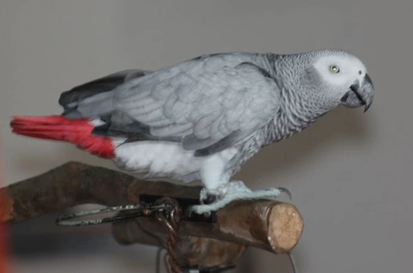 How-to-Potty-Train-an-African-Grey-Parrot