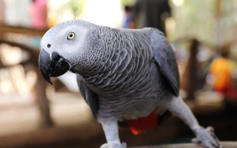 How to Train an African Grey Parrot to Talk: The Complete Guide