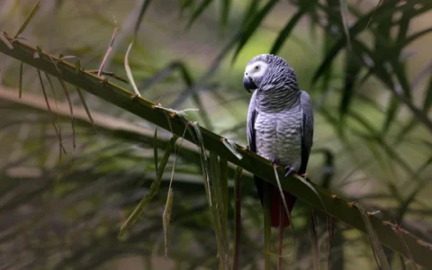 How to Train an African Grey Parrot Not to Bite: Guide to Gentle Behavior Training