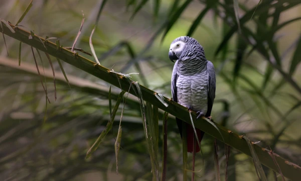 How-to-Train-an-African-Grey-Parrot-Not-to-Bite