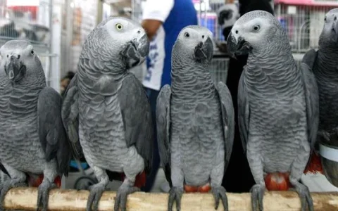 How to Train an African Grey Parrot to Talk: Unlocking Your Bird’s Speech Potential