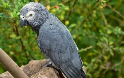 How to Treat a Sick African Grey Parrot: Avian Care Guide