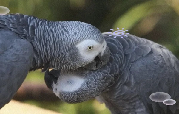 African-Grey-Parrot