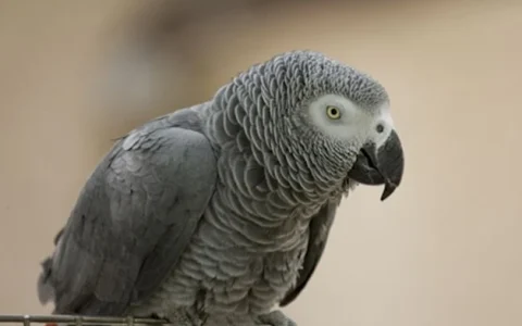 Where Does the African Grey Parrot Live?
