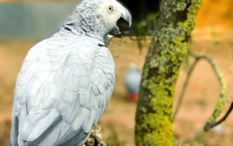 How Long Can an African Grey Parrot Live?
